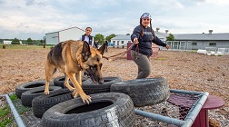 Canine Training  Exercise